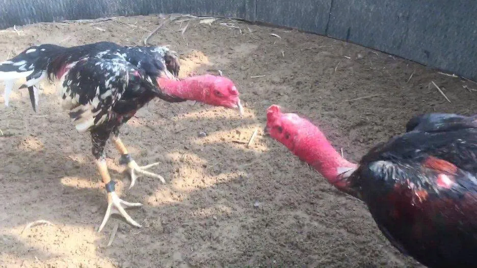 Sơ lược về đá gà nòi 68win